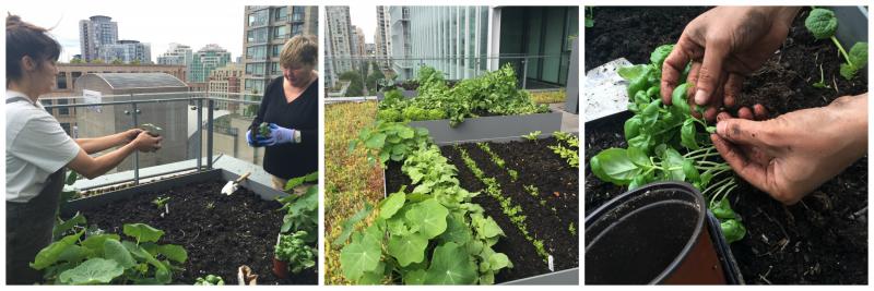 TELUS Rooftop Vegetable Garden