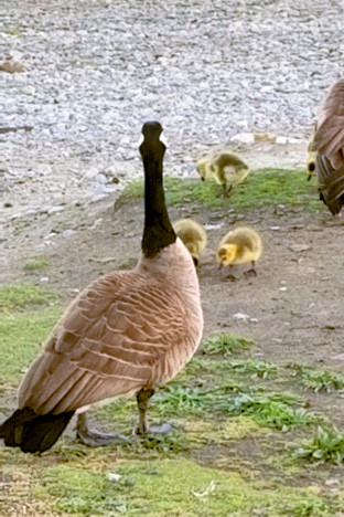 out on a walk with the youth and seeing some Canadian geese