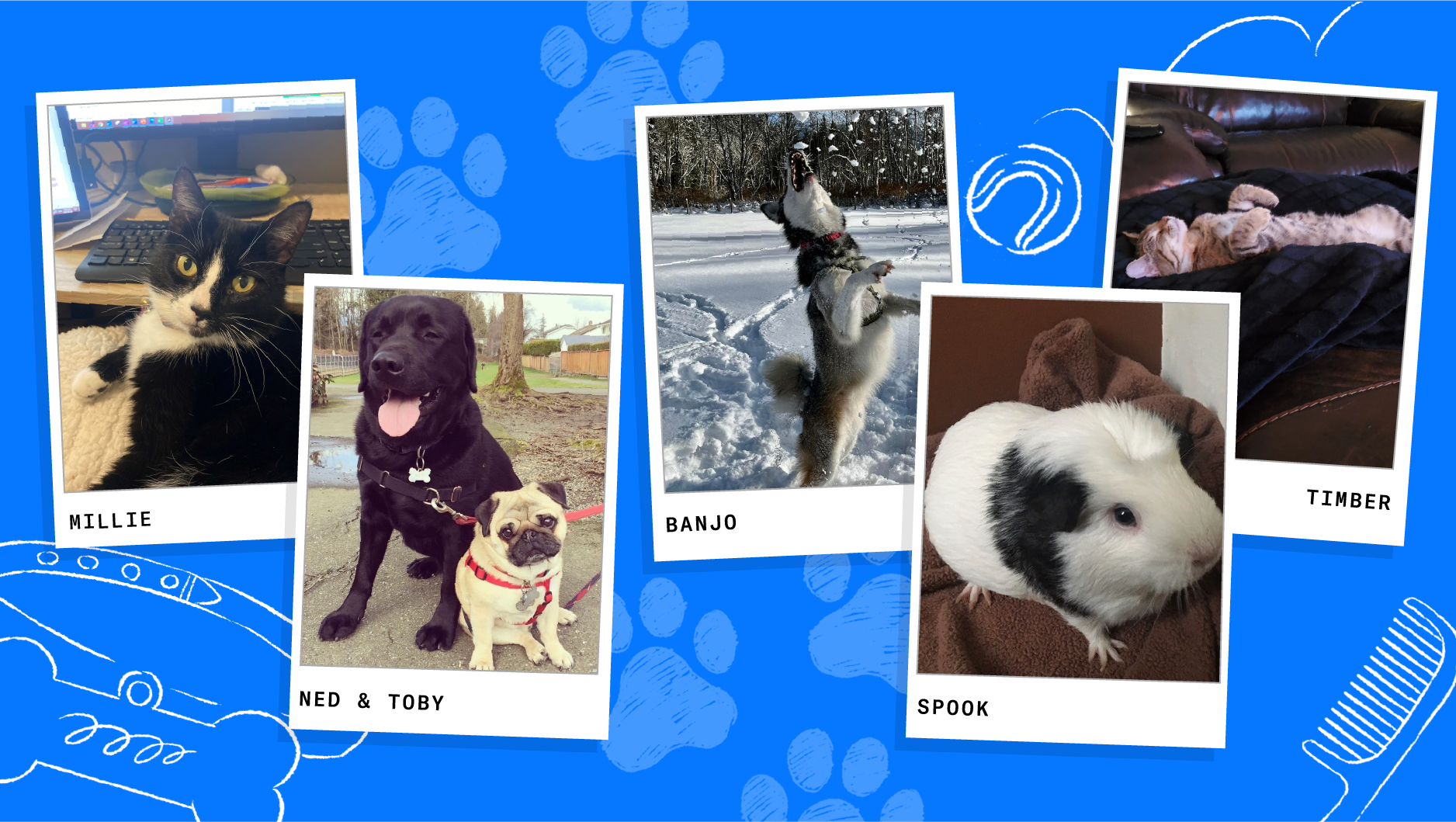 National Pet Day! Covenant House Vancouver Covenant House Vancouver